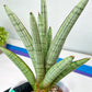 Sansevieria Angel XL (#C7) | TImported Plants | Rare Hybrid Species