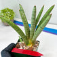 Sansevieria Angel XL (#C7) | TImported Plants | Rare Hybrid Species