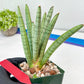 Sansevieria Angel XL (#C7) | TImported Plants | Rare Hybrid Species