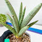 Sansevieria Angel XL (#C7) | TImported Plants | Rare Hybrid Species