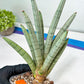 Sansevieria Angel XL (#C7) | TImported Plants | Rare Hybrid Species