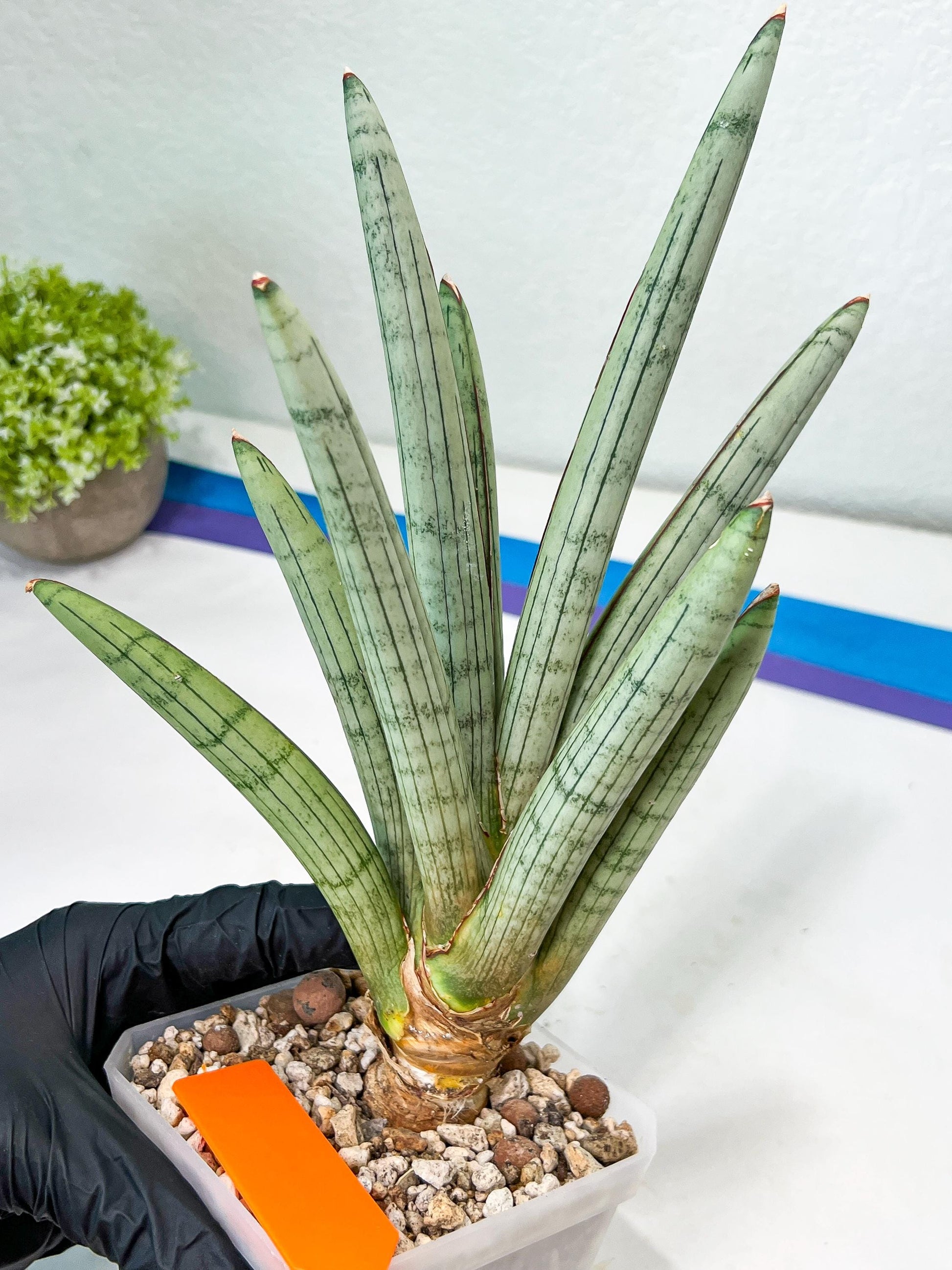 Sansevieria Angel XL (#C7) | TImported Plants | Rare Hybrid Species
