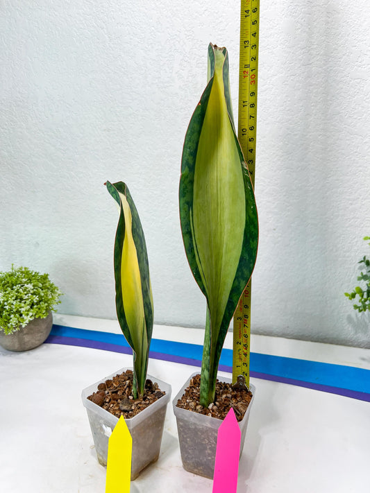 Sansevieria Masoniana Mediopicta | Air Purifier Plants | Easy Care Plants