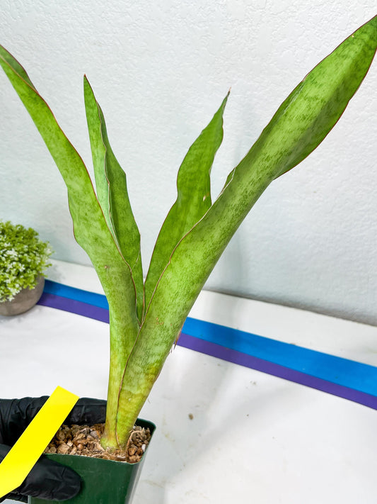 Sansevieria Jeune Matcha| Imported Snake Plants | New Hybrids