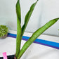 Sansevieria Jeune Matcha| Imported Snake Plants | New Hybrids
