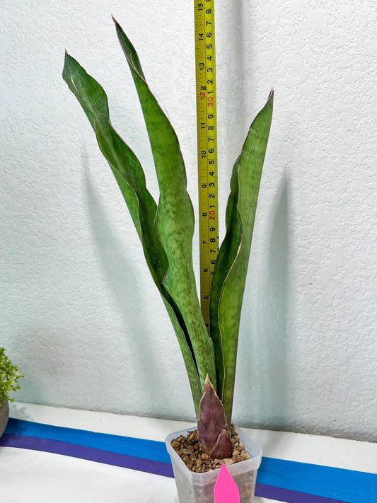 Sansevieria Jeune Matcha | Seek Out a Truly Extraordinary Plant