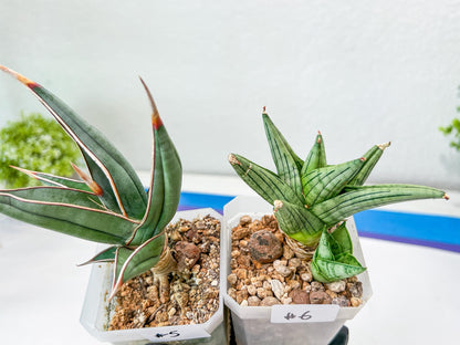 Discounted Import (#C) | Names in descriptions | Ugly Ducks, Broken Leaf