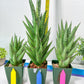 Sansevieria Rockman XXL (#D1) | Imported Plants