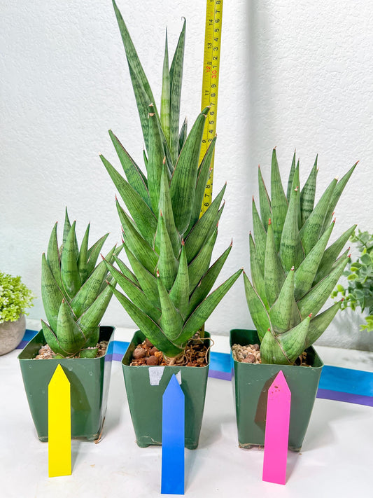 Sansevieria Rockman XXL (#D1) | Imported Plants
