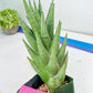 Sansevieria Rockman XXL (#D1) | Imported Plants