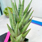 Sansevieria Rockman XXL (#D1) | Imported Plants
