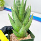 Sansevieria Rockman XXL (#D1) | Imported Plants