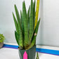 Sansevieria Dargek XXL (D1) | Imported Plants | Rare Hybrid Species