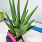 Sansevieria Dargek XXL (D1) | Imported Plants | Rare Hybrid Species