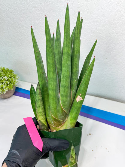 Sansevieria Dargek XXL (D1) | Imported Plants | Rare Hybrid Species