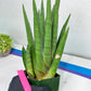 Sansevieria Dargek XXL (D1) | Imported Plants | Rare Hybrid Species