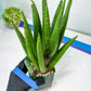 Sansevieria Dargek XXL (D1)- Blue | Choose Your Own Rare Plant