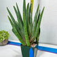 Sansevieria Dargek XXL (D1)- Blue | Choose Your Own Rare Plant