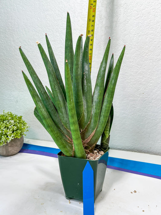 Sansevieria Dargek XXL (D1)- Blue | Choose Your Own Rare Plant