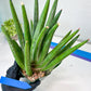 Sansevieria Dargek XXL (D1)- Blue | Choose Your Own Rare Plant