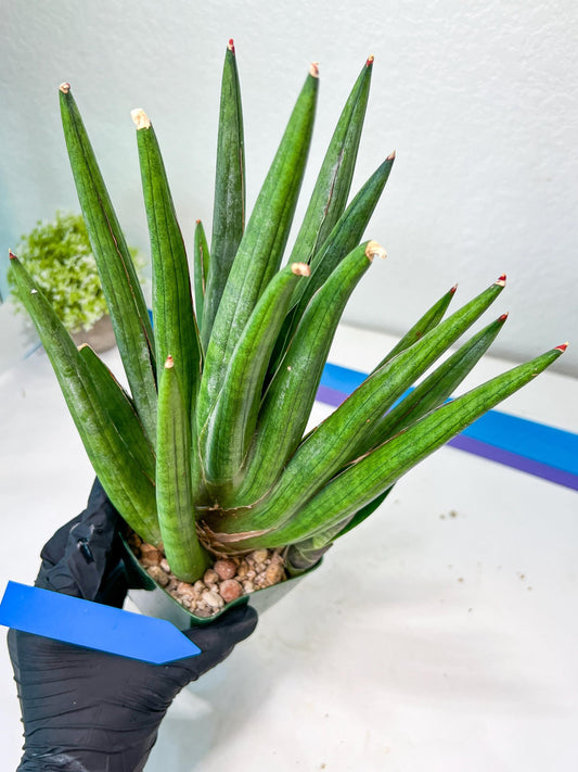 Sansevieria Dargek XXL (D1)- Blue | Choose Your Own Rare Plant