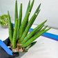 Sansevieria Dargek XXL (D1)- Blue | Choose Your Own Rare Plant