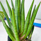 Sansevieria Dargek XXL (D1)- Blue | Choose Your Own Rare Plant