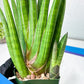 Sansevieria Dargek XXL (D1)- Blue | Choose Your Own Rare Plant