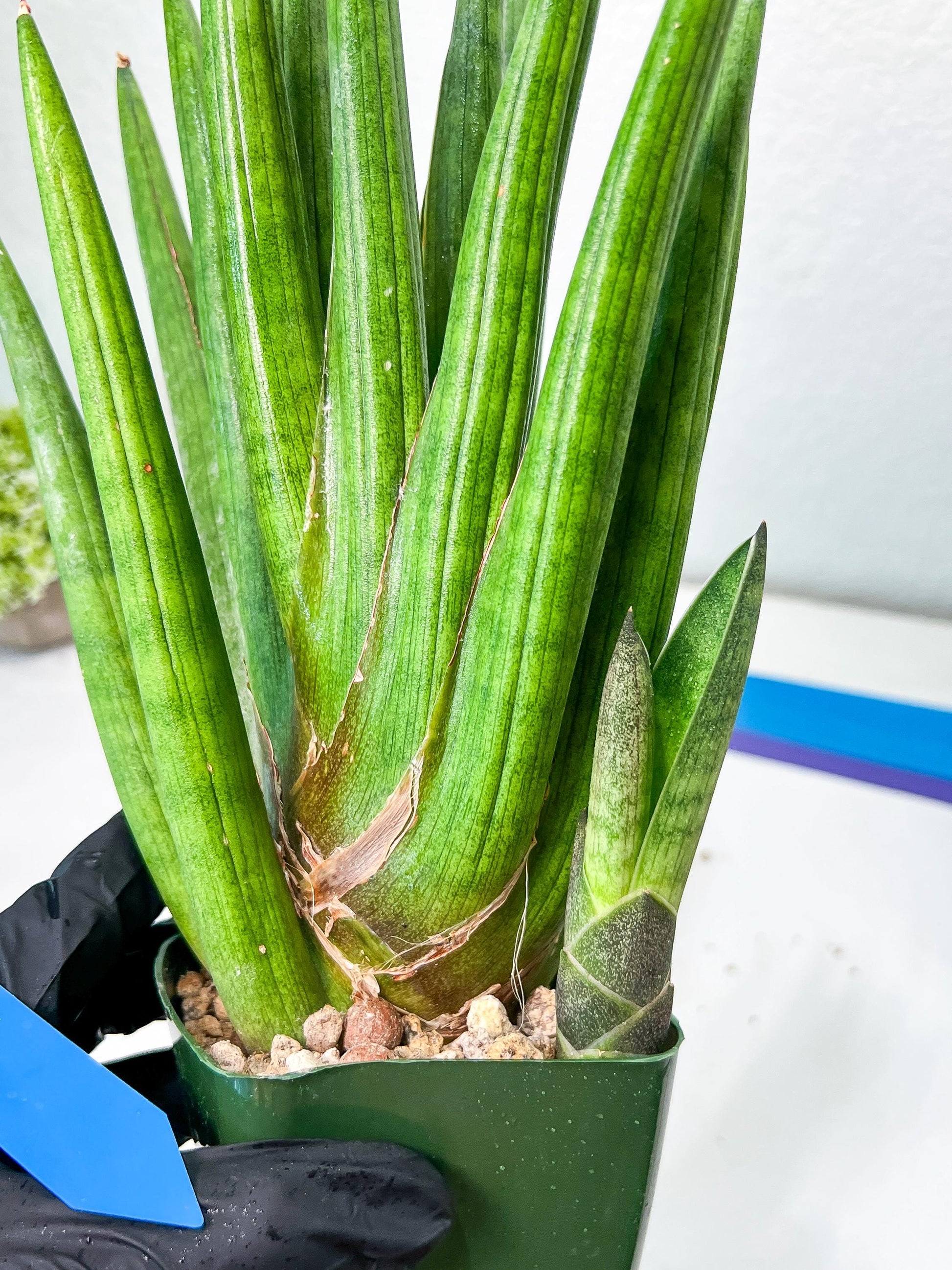 Sansevieria Dargek XXL (D1)- Blue | Choose Your Own Rare Plant