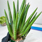 Sansevieria Dargek XXL (D1)- Blue | Choose Your Own Rare Plant