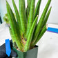 Sansevieria Dargek XXL (D1)- Blue | Choose Your Own Rare Plant