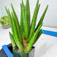 Sansevieria Dargek XXL (D1)- Blue | Choose Your Own Rare Plant