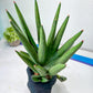 Sansevieria Dargek XXL (D1) | Imported Plants | Rare Hybrid Species