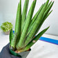 Sansevieria Dargek XXL (D1) | Imported Plants | Rare Hybrid Species