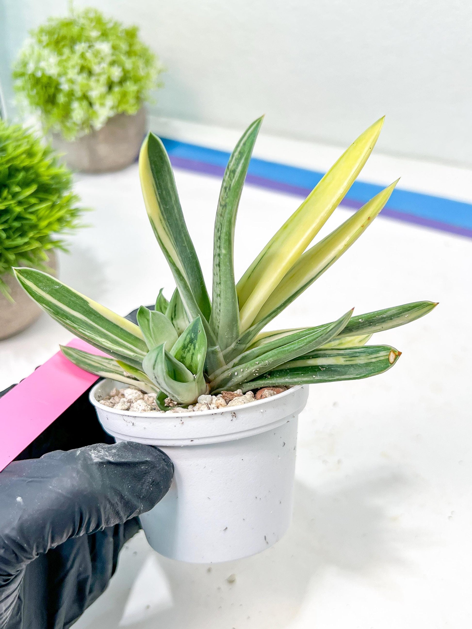 Gasteria Hybrid Vilansii | Imported Succulent | rare species