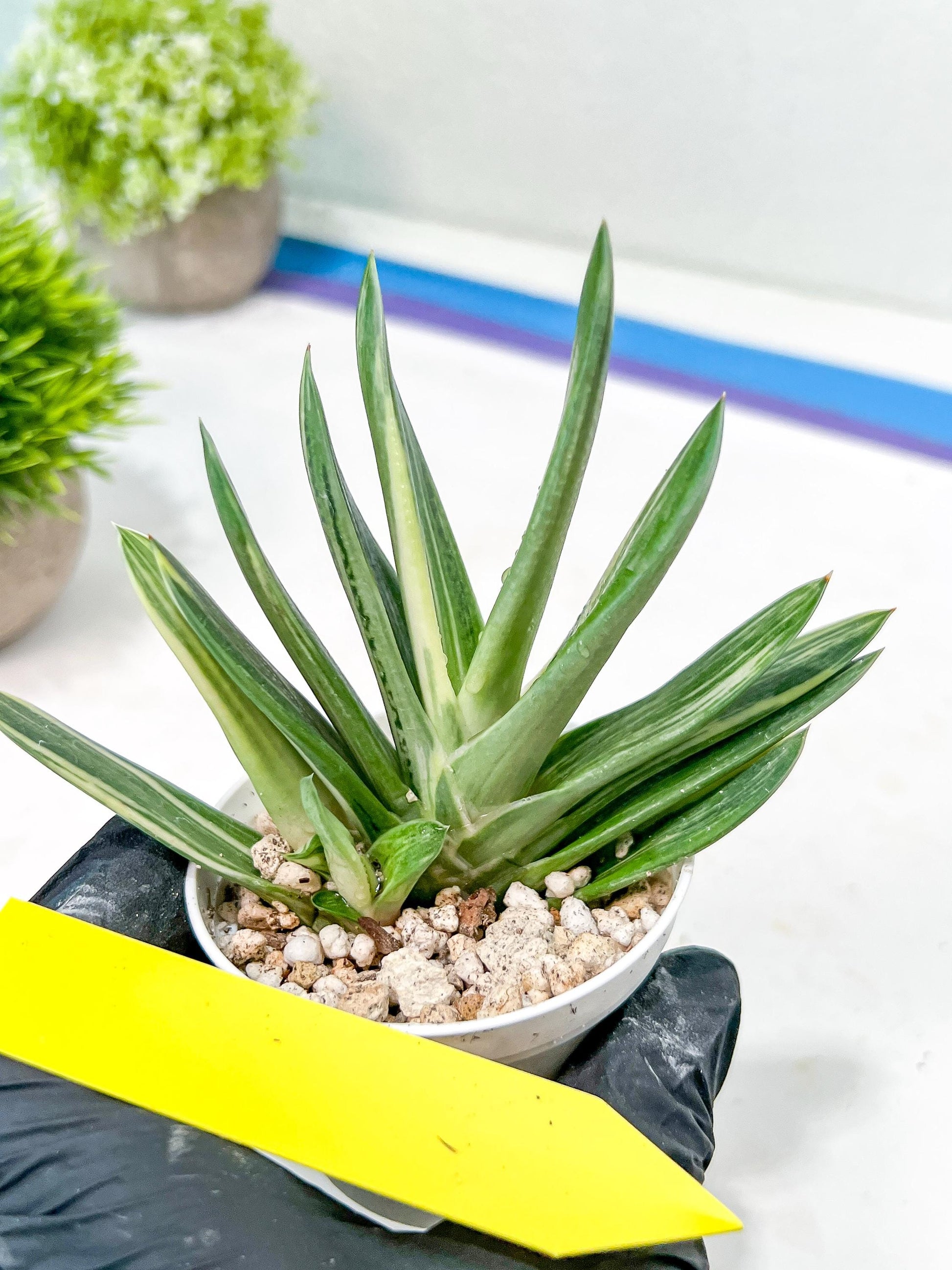 Gasteria Hybrid Vilansii | Imported Succulent | rare species