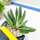Gasteria Hybrid Vilansii | Imported Succulent | rare species