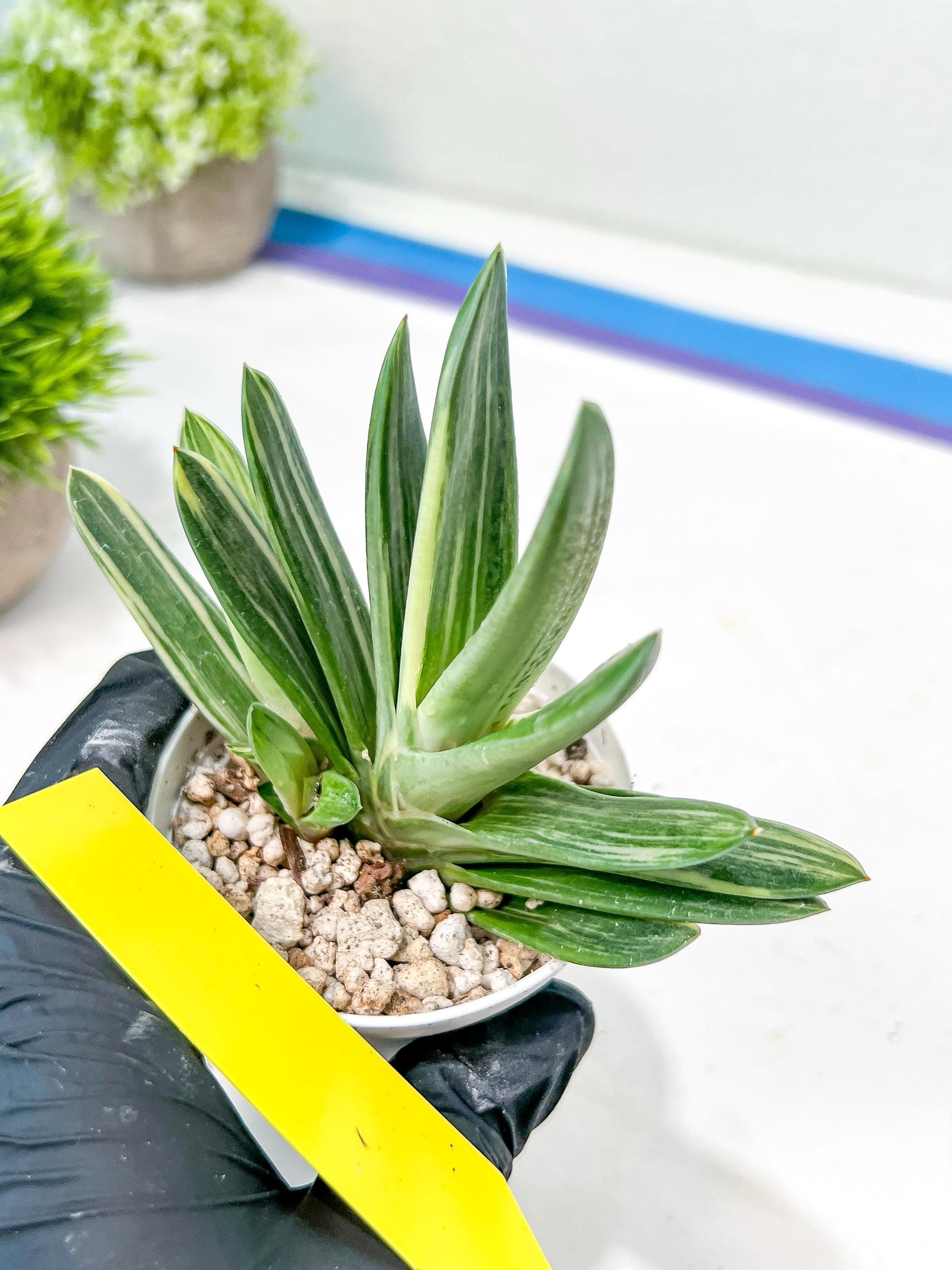 Gasteria Hybrid Vilansii | Imported Succulent | rare species