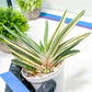 Gasteria Hybrid Vilansii | Imported Succulent | rare species