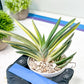Gasteria Hybrid Vilansii | Imported Succulent | rare species