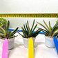 Gasteria Hybrid Vilansii | Imported Succulent | rare species