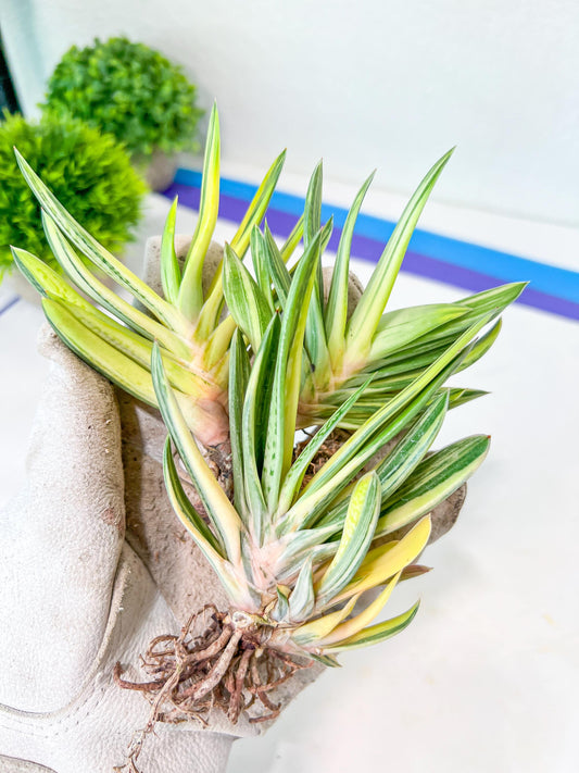Gasteria Hybrid Vilansii | Imported Succulent | rare species