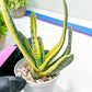 Gasteria Ferucossa Variegated | Imported Succulent