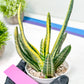 Gasteria Ferucossa Variegated | Imported Succulent
