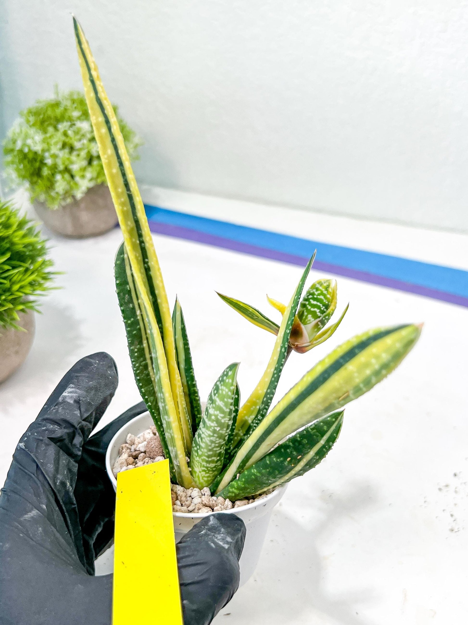 Gasteria Ferucossa Variegated | Imported Succulent