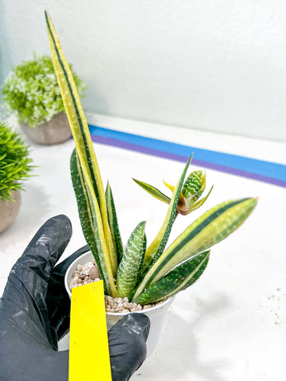Gasteria Ferucossa Variegated | Imported Succulent