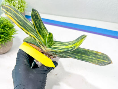 Gasteria Bi Color | Imported Succulent | rare species