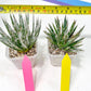 AGave Tomeana | Imported Succulent | rare species