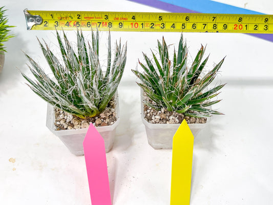 AGave Tomeana | Imported Succulent | rare species