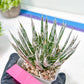 AGave Tomeana | Imported Succulent | rare species